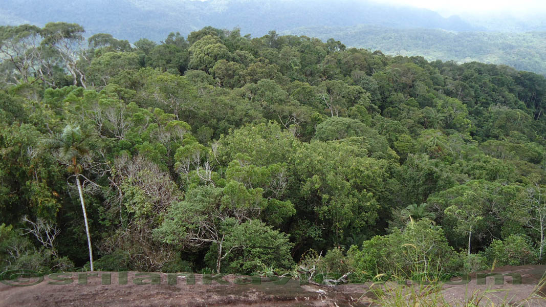 Sinharaja Rain Forest