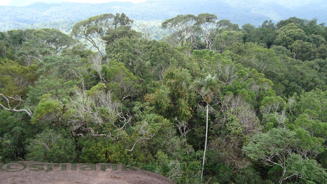 Sinharaja Rain Forest