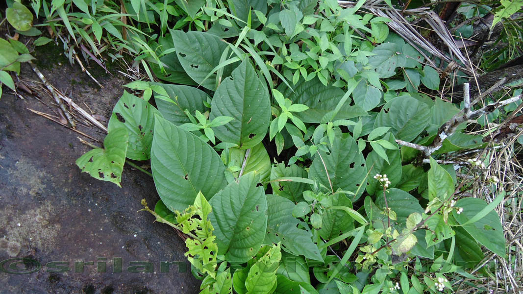 Sinharaja Rain Forest