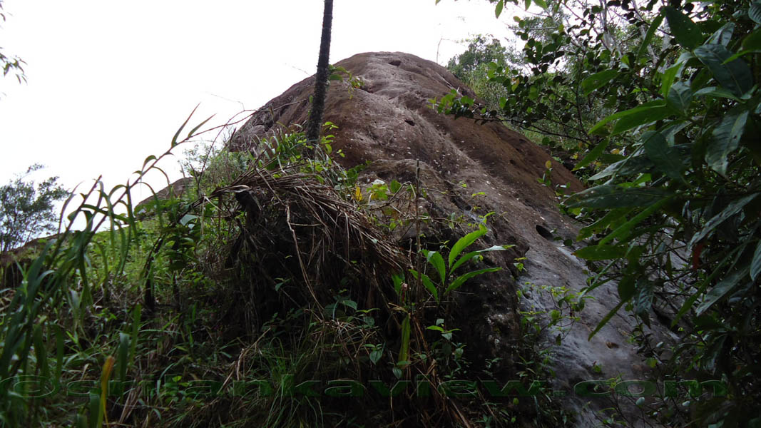 Sinharaja Rain Forest