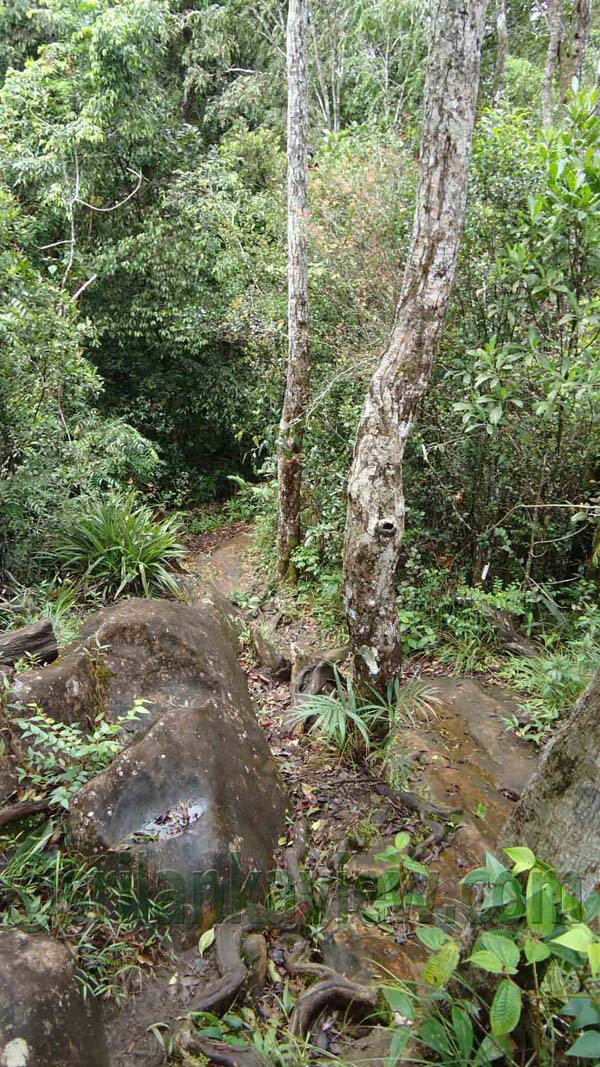 Sinharaja Rain Forest