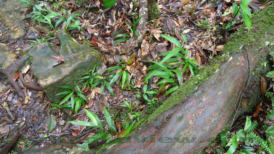 Sinharaja Rain Forest