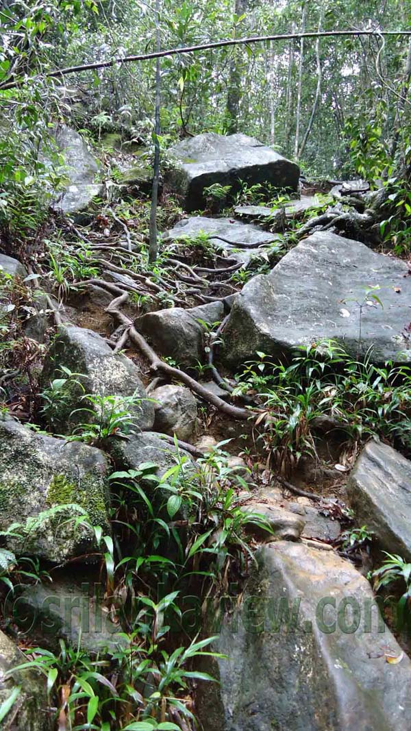 Sinharaja Rain Forest