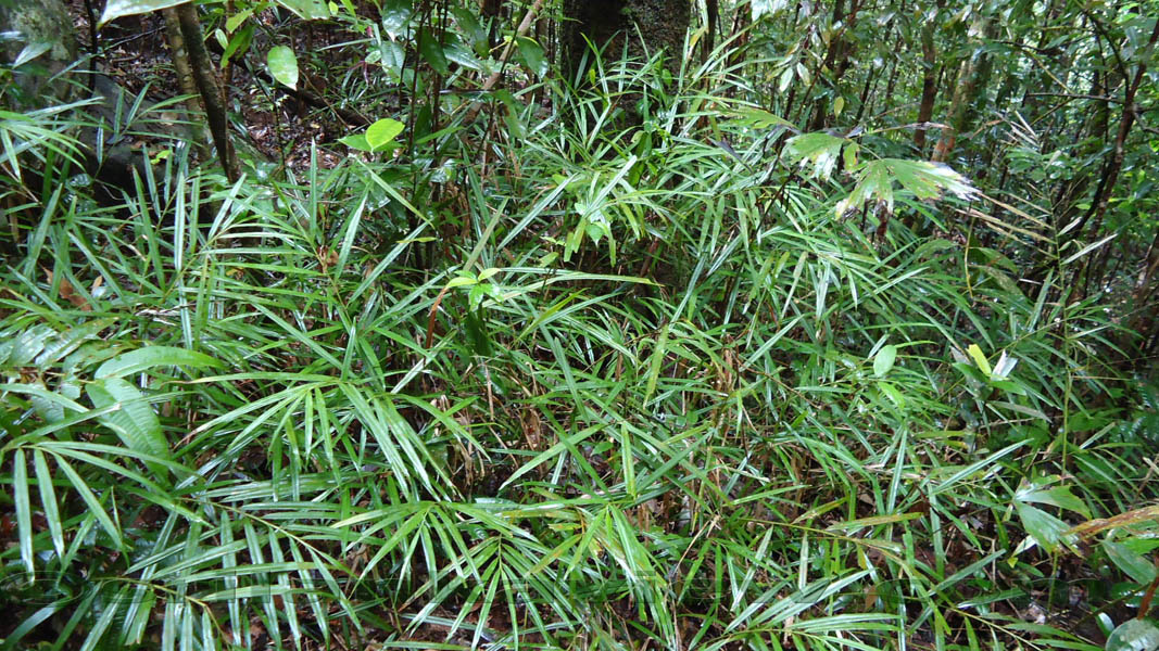 Sinharaja Rain Forest
