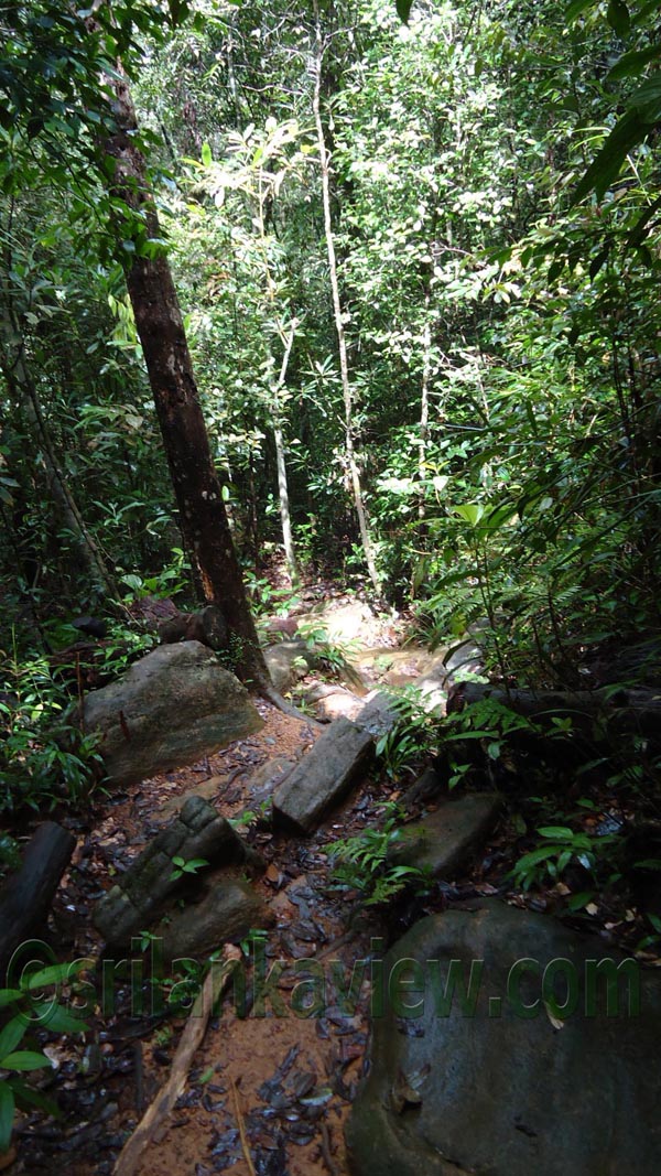 Sinharaja Rain Forest