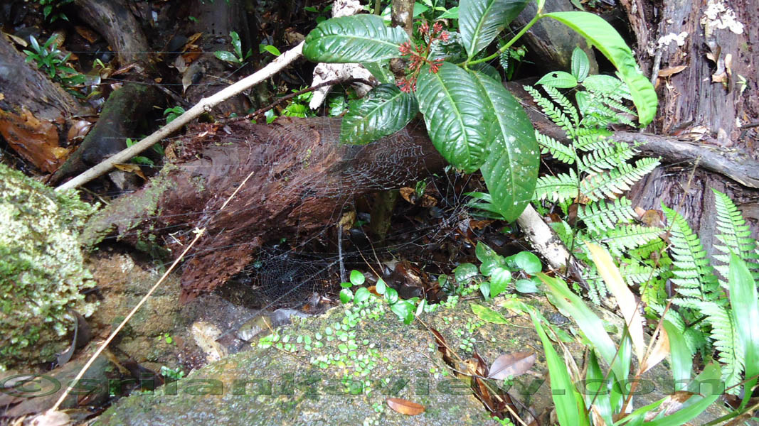 Sinharaja Rain Forest