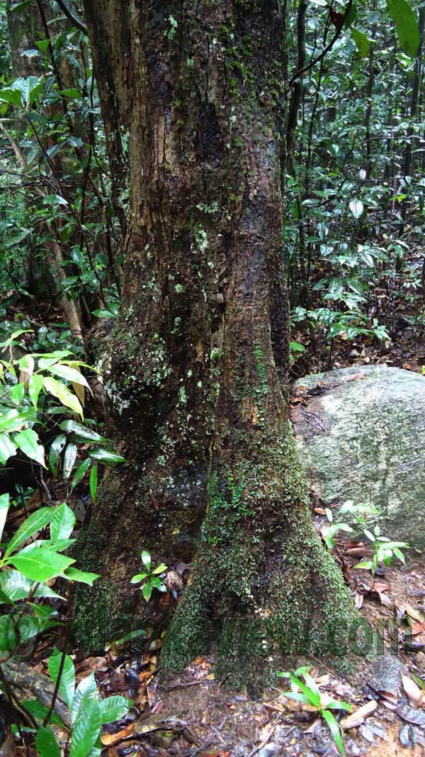 Sinharaja Rain Forest