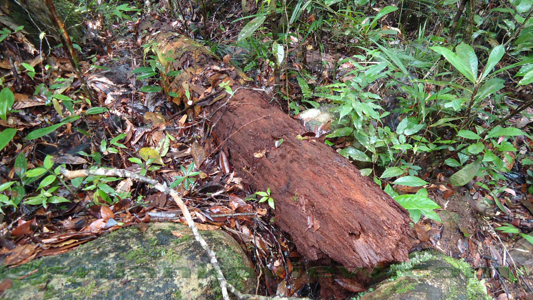 Sinharaja Rain Forest