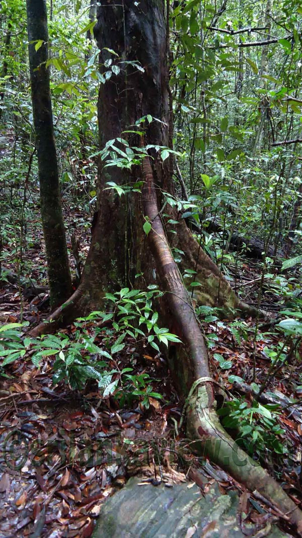 Sinharaja Rain Forest