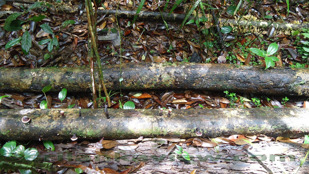 Sinharaja Rain Forest