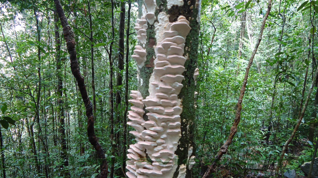 Sinharaja Rain Forest