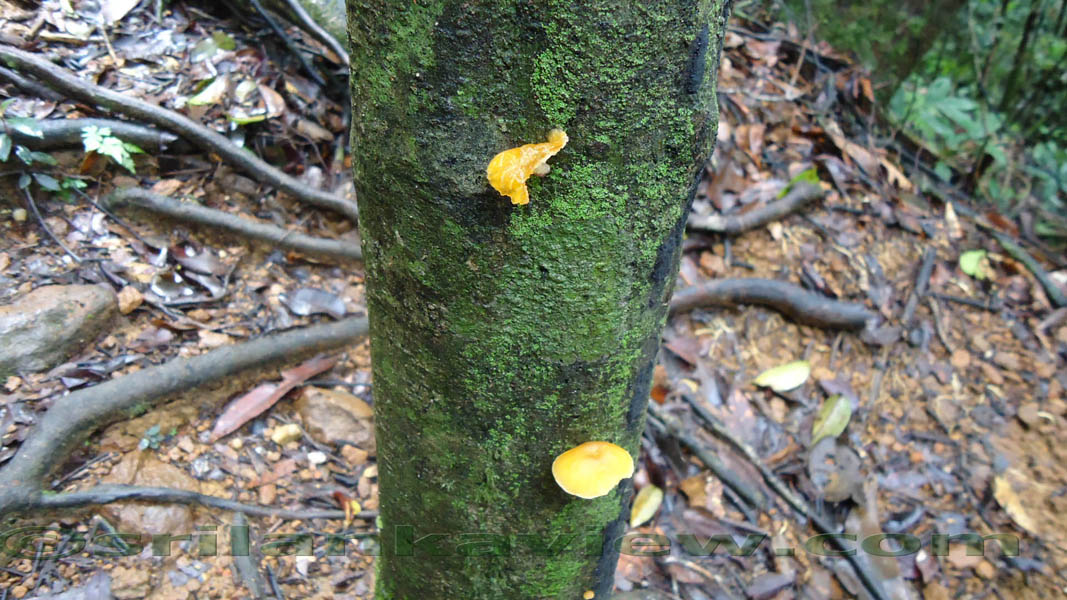 Sinharaja Rain Forest