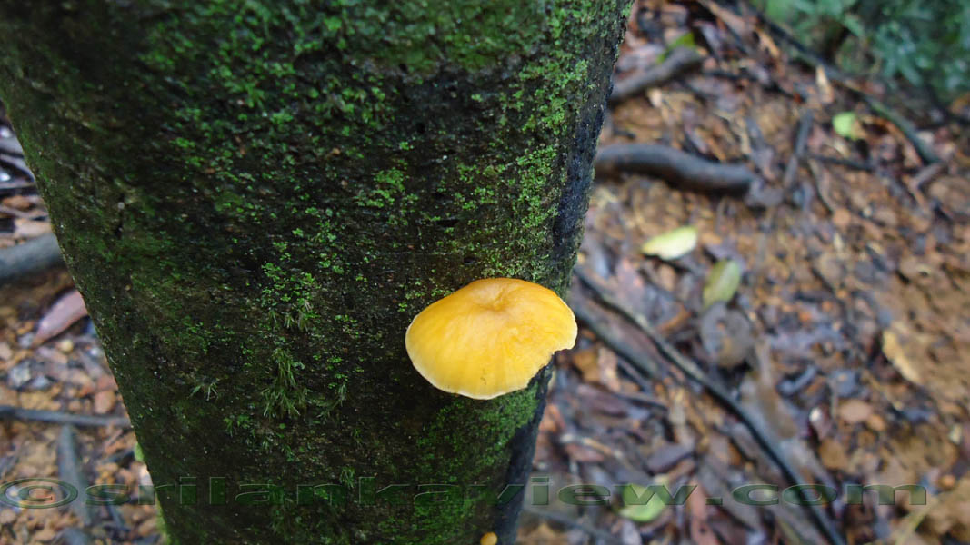 Sinharaja Rain Forest