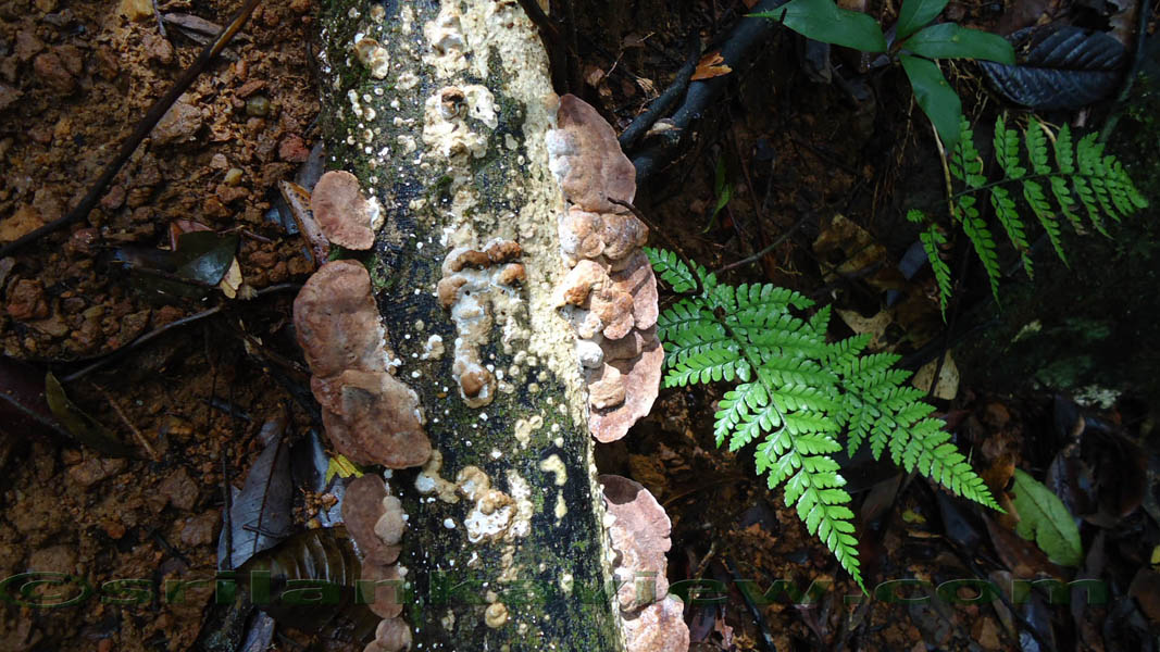 Sinharaja Rain Forest