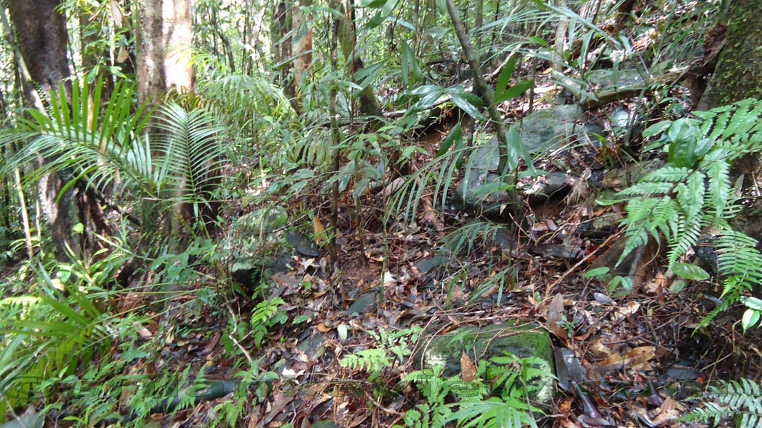 Sinharaja Rain Forest