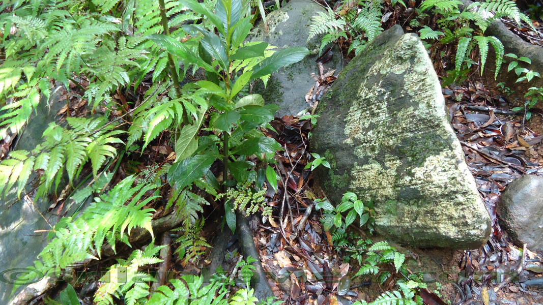 Sinharaja Rain Forest