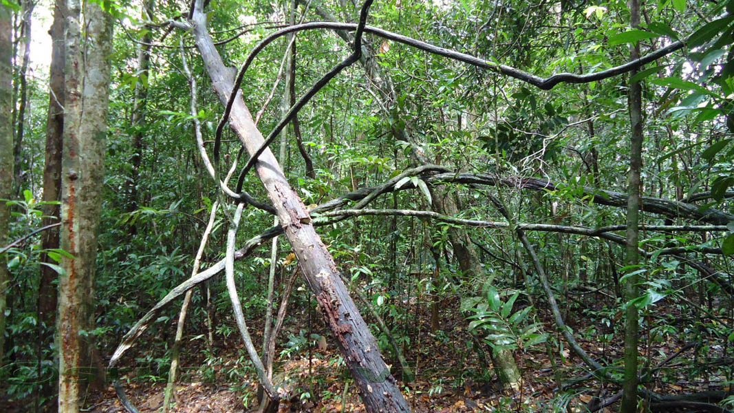 Sinharaja Rain Forest