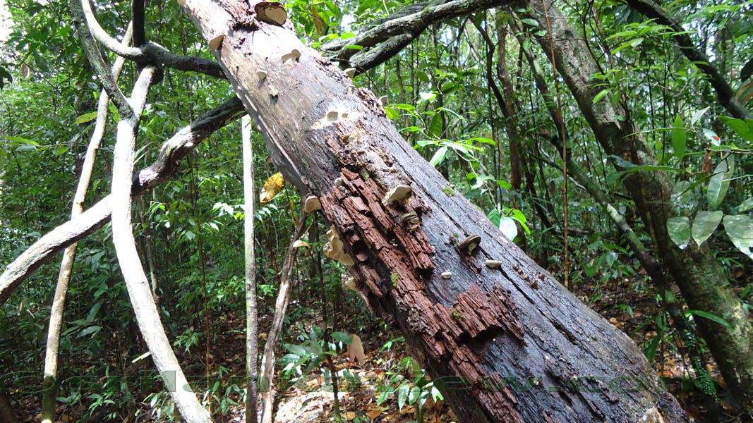 Sinharaja Rain Forest