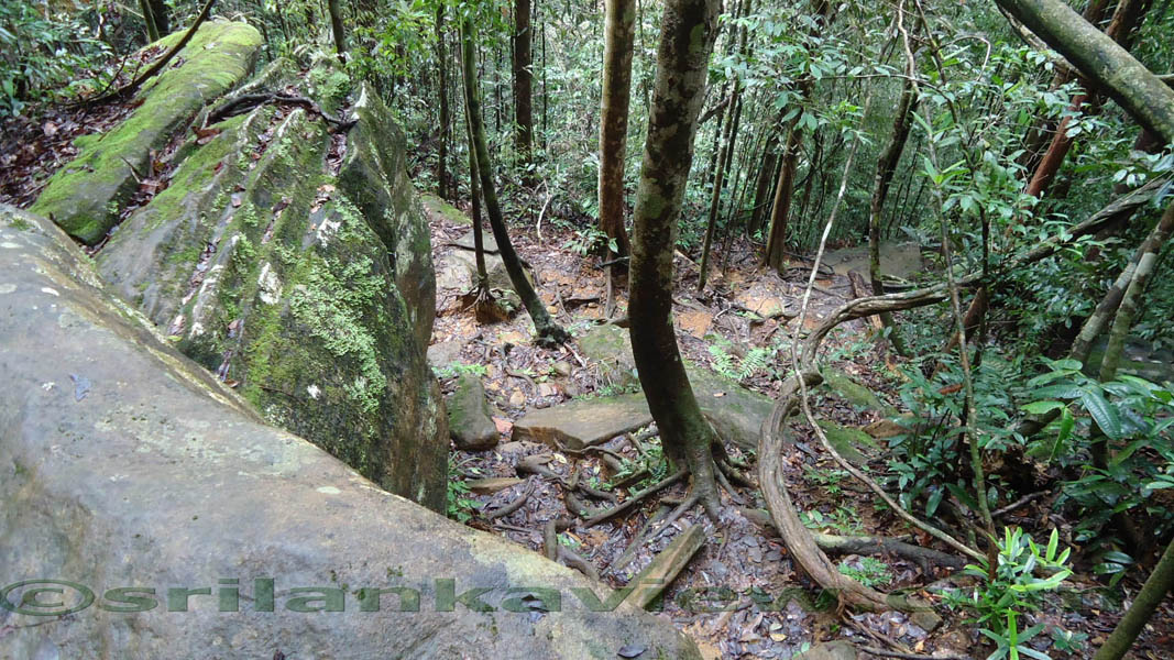 Sinharaja Rain Forest