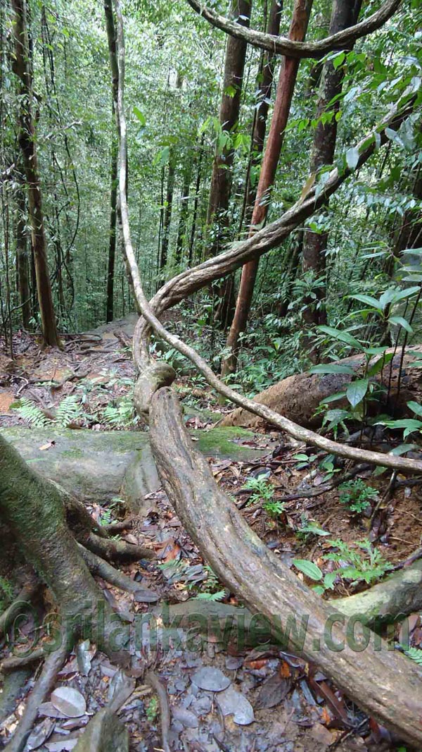 Sinharaja Rain Forest