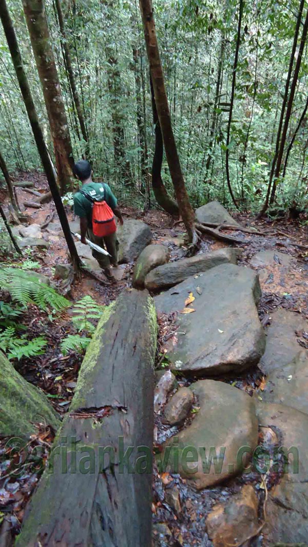 Sinharaja Rain Forest