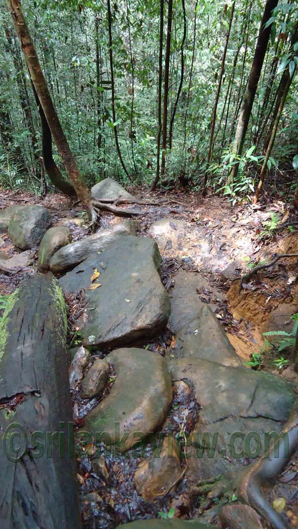 Sinharaja rain forest pdf image