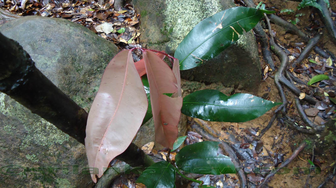 Sinharaja Rain Forest