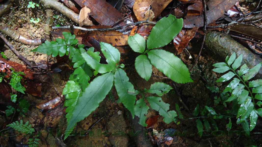 Sinharaja Rain Forest