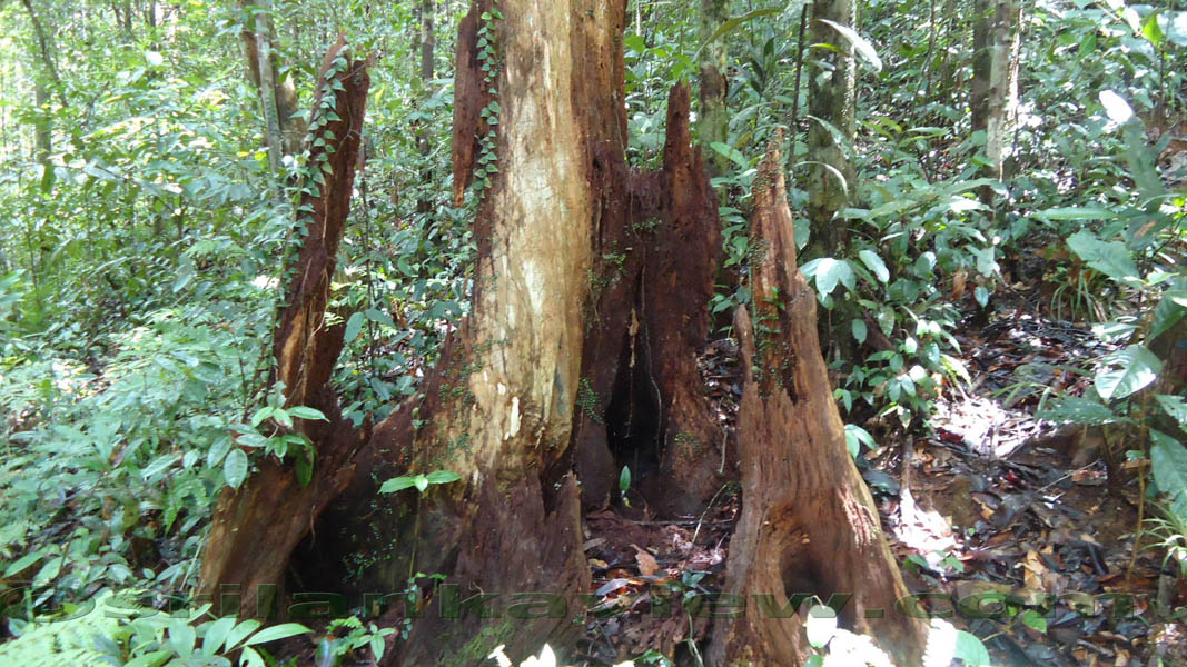 Sinharaja Rain Forest