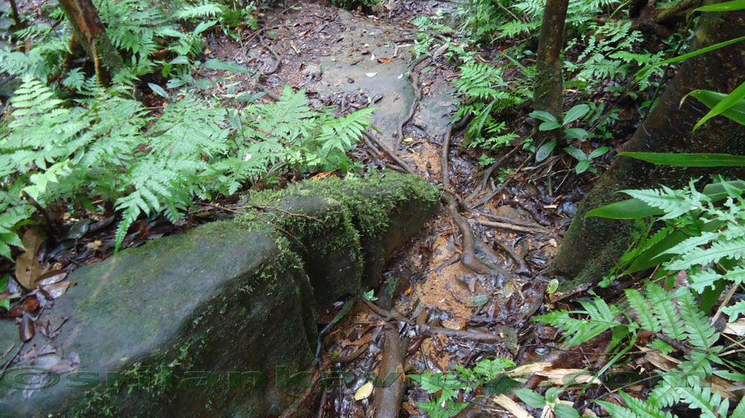 Sinharaja Rain Forest