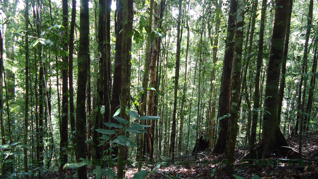 Sinharaja Rain Forest