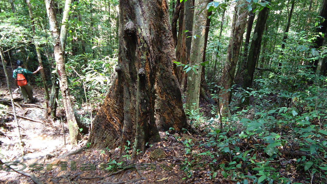 Sinharaja Rain Forest