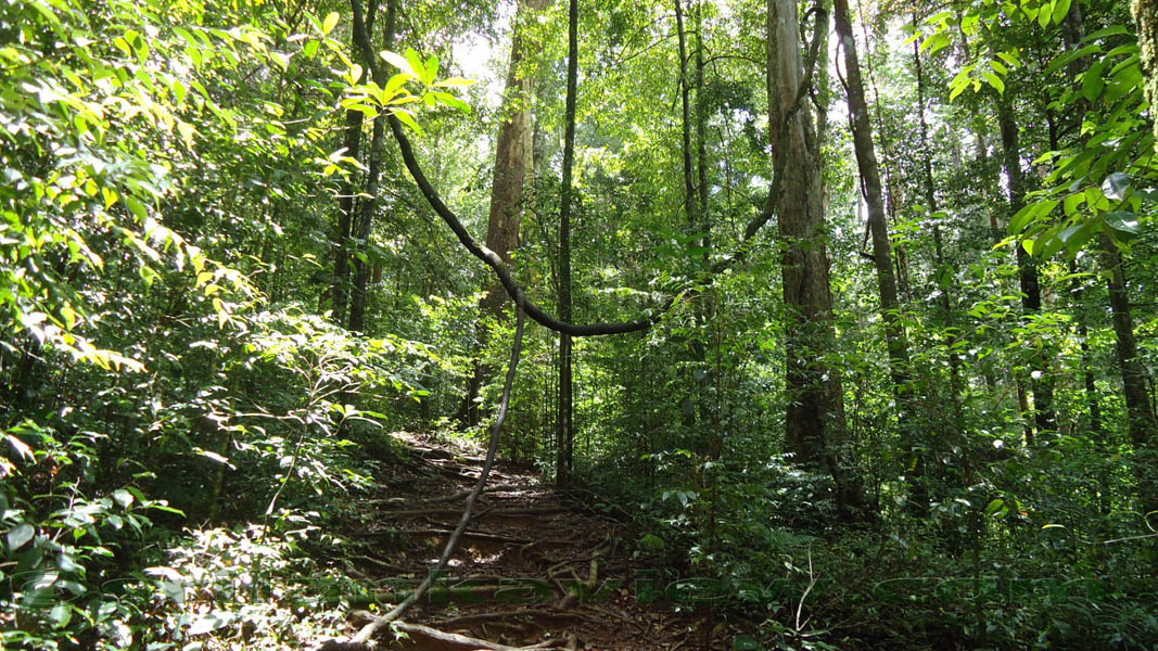 Sinharaja Rain Forest