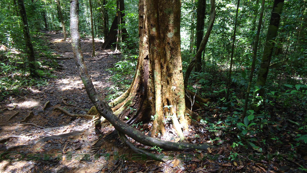 Sinharaja Rain Forest