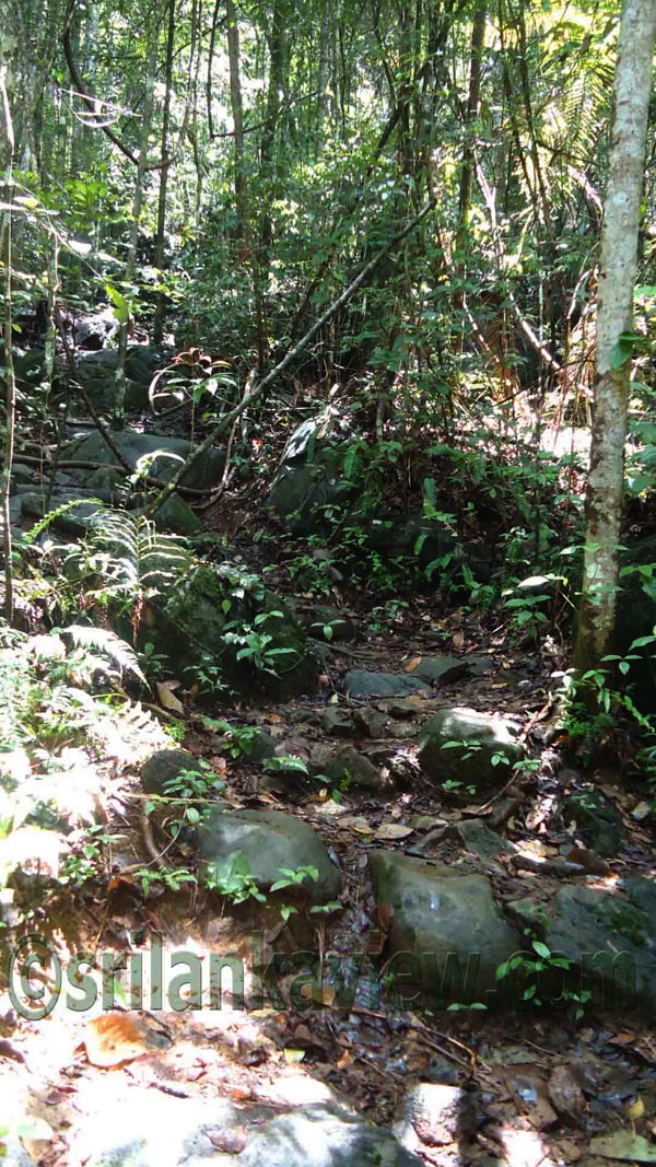 Sinharaja Rain Forest