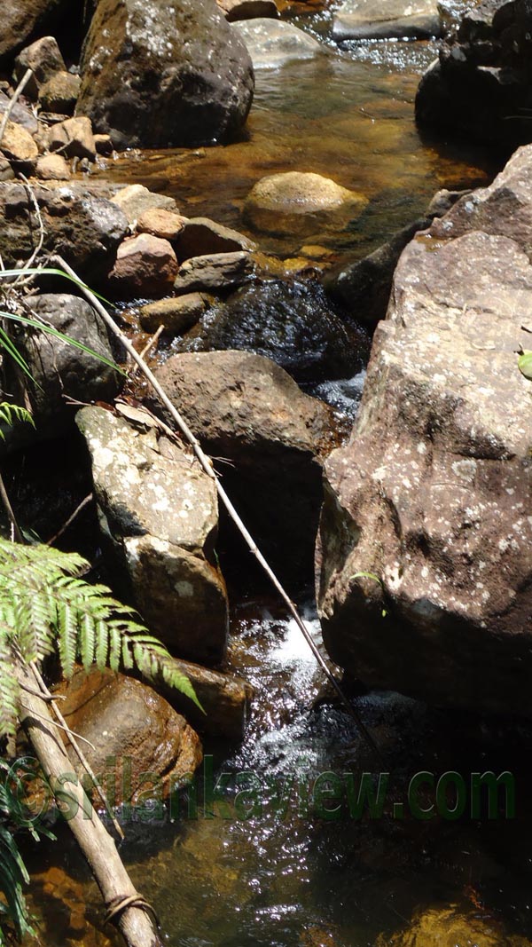 Sinharaja Rain Forest