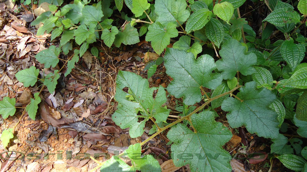 Sinharaja Rain Forest