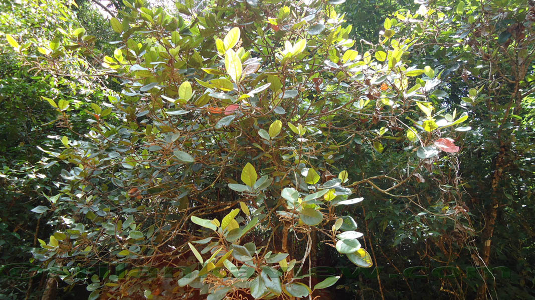 Sinharaja Rain Forest