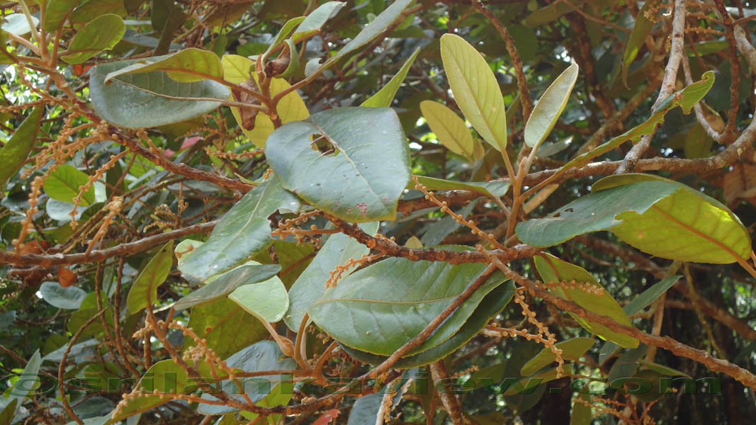 Sinharaja Rain Forest