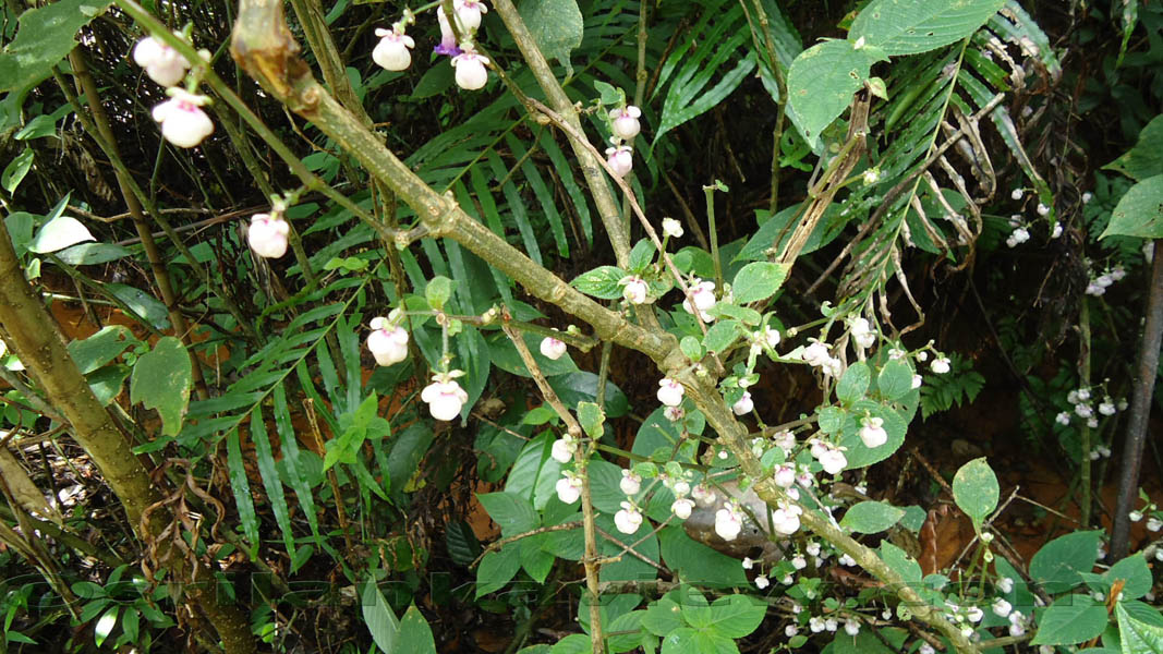 Sinharaja Rain Forest