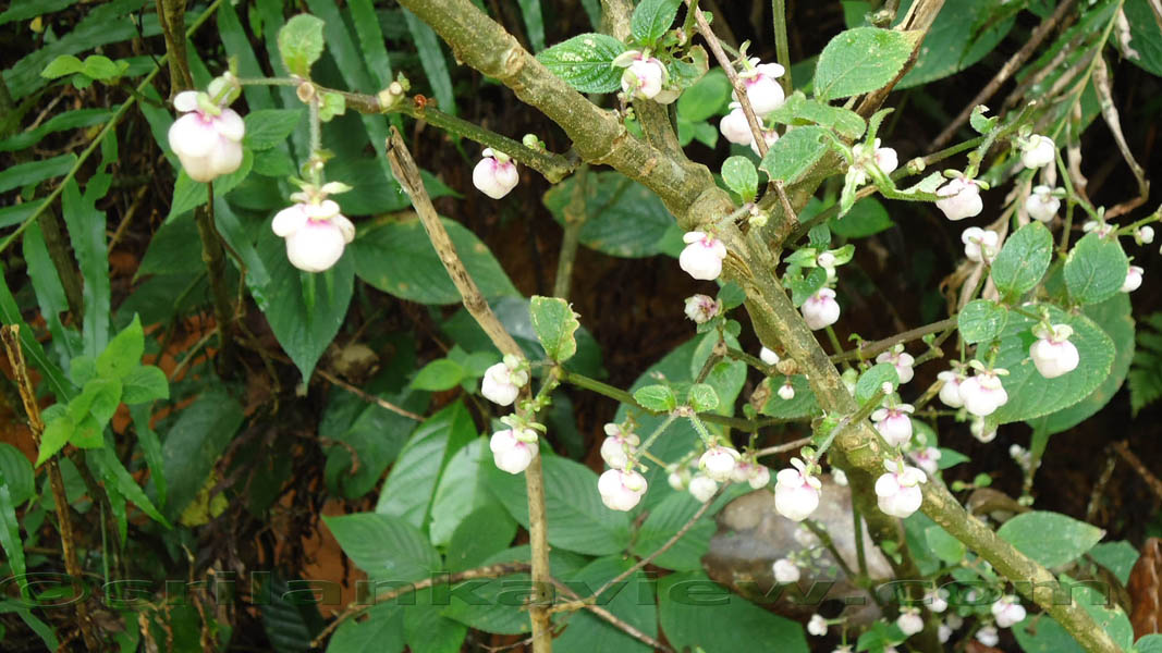 Sinharaja Rain Forest