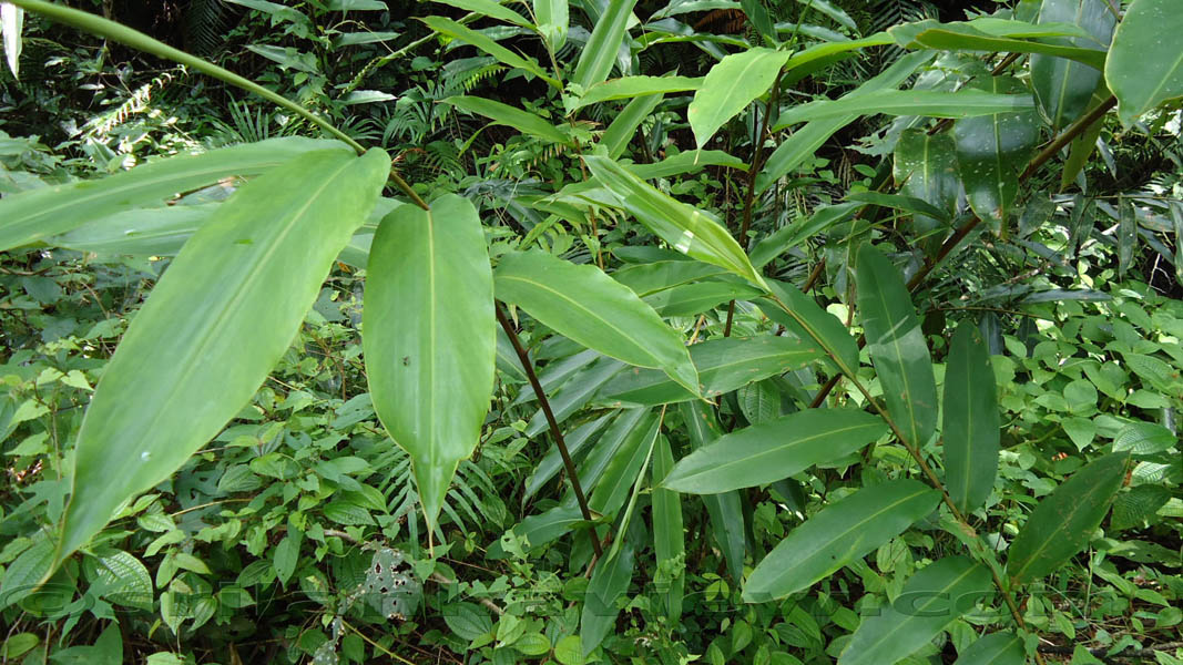 Sinharaja Rain Forest