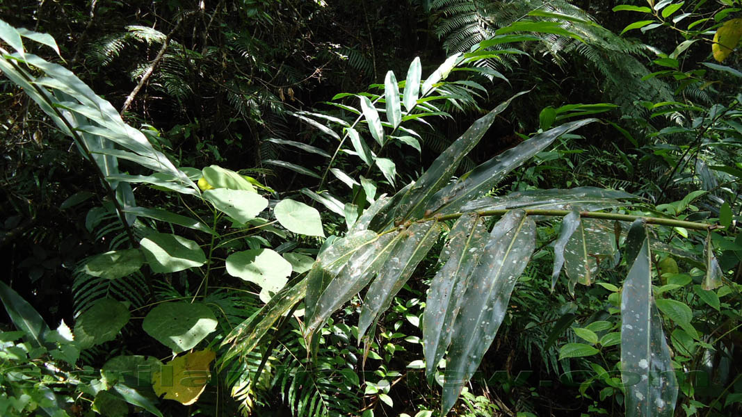 Sinharaja Rain Forest