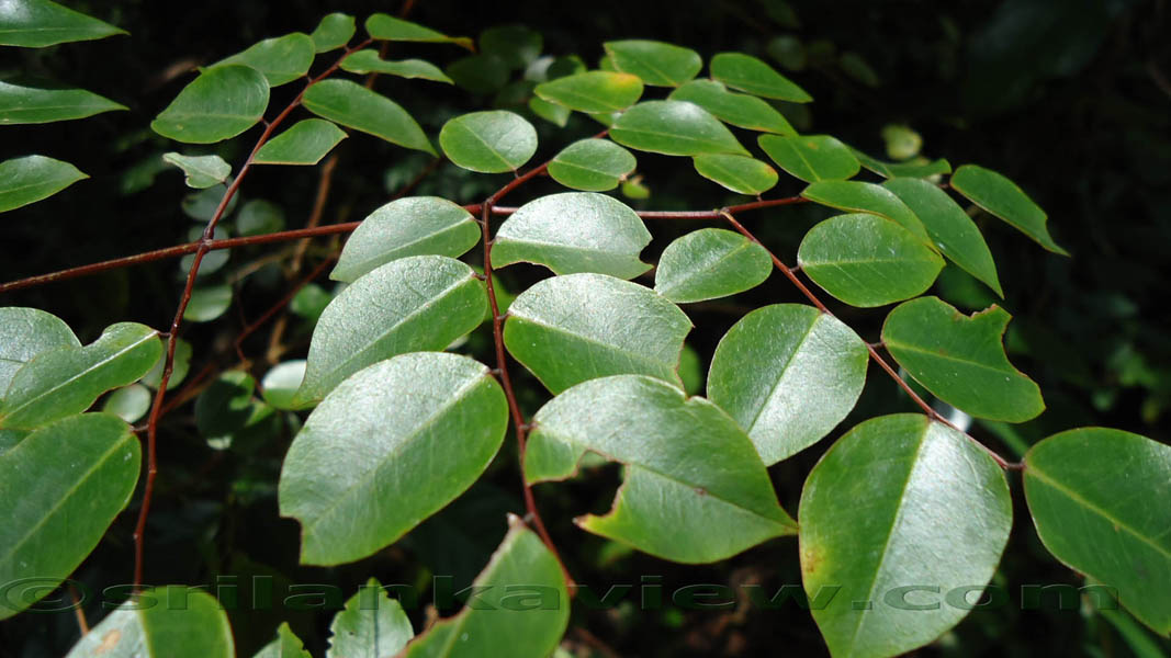 Sinharaja Rain Forest