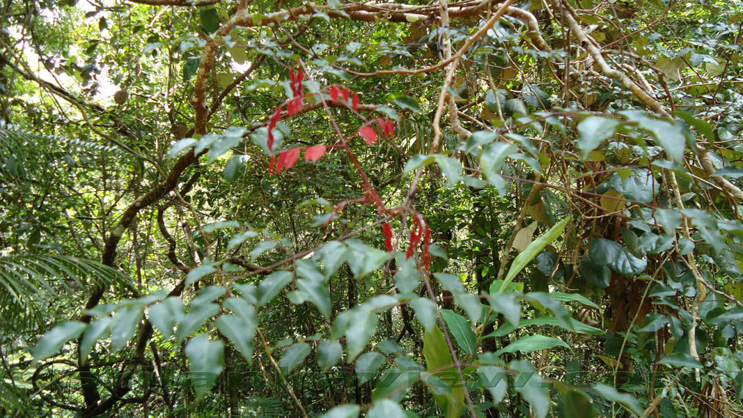 Sinharaja Rain Forest