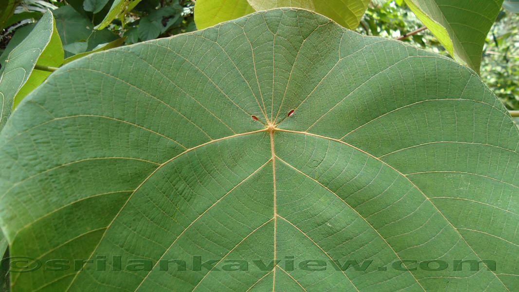 Sinharaja Rain Forest