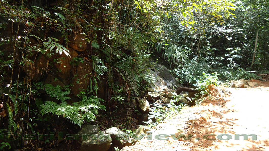 Sinharaja Rain Forest