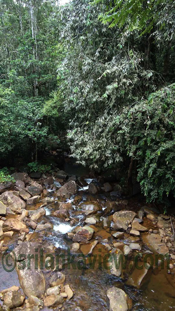 Sinharaja Rain Forest
