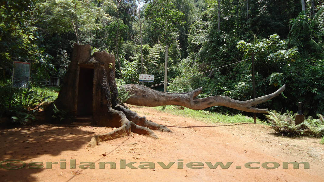 Sinharaja Rain Forest