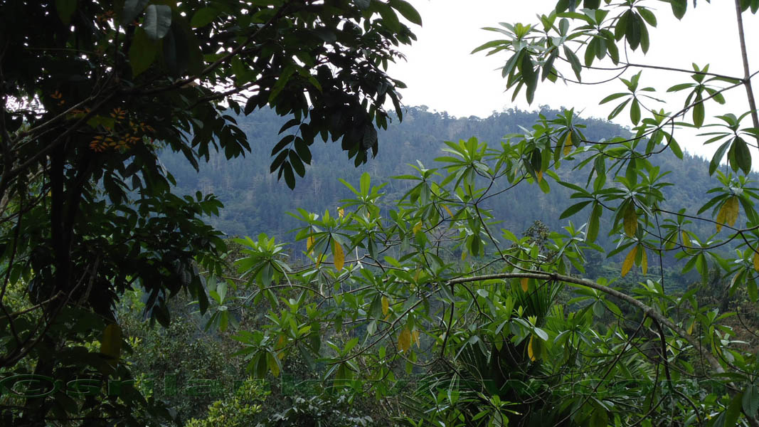 Sinharaja Rain Forest